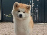 1 chienne Akita Inu LOF femelle à vendre