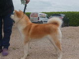 1 chienne Akita Inu LOF femelle à vendre