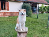 1 chienne Akita Inu LOF femelle à vendre