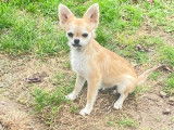 1 chiot Chihuahua mâle à vendre, beige non-LOF de mai 2025