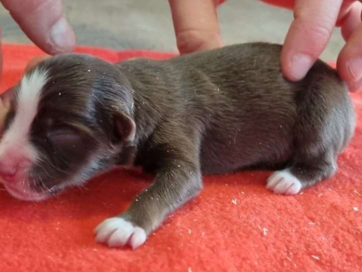 3 chiots Bergers Américains Miniatures LOF à réserver