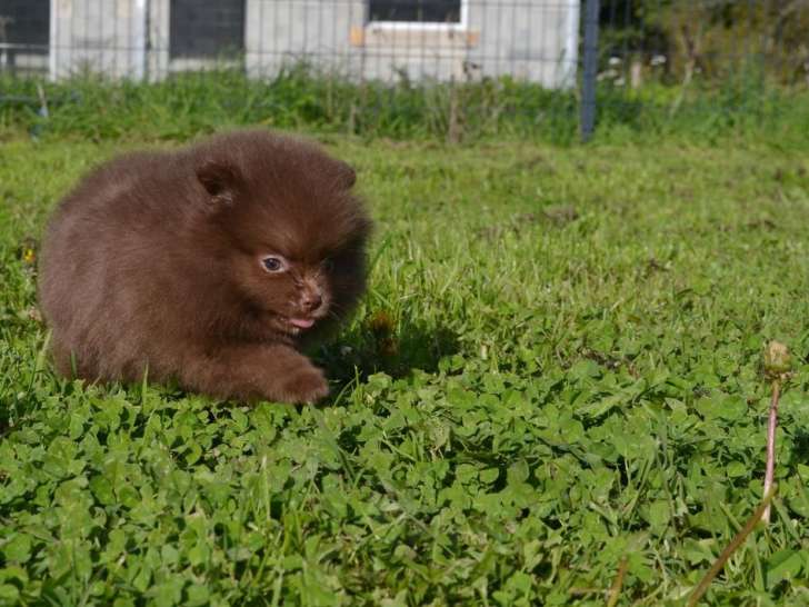 1 chiot femelle Spitz Nain LOF à réserver