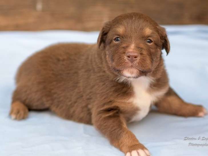 5 chiots Bergers Australiens LOF à réserver