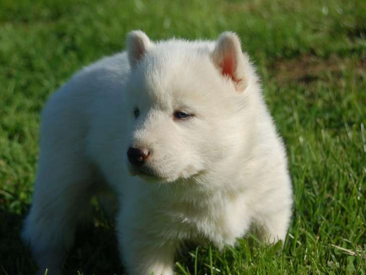 1 chiot mâle Husky Sibérien LOF à vendre