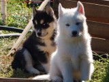 1 chiot mâle Husky Sibérien LOF à vendre