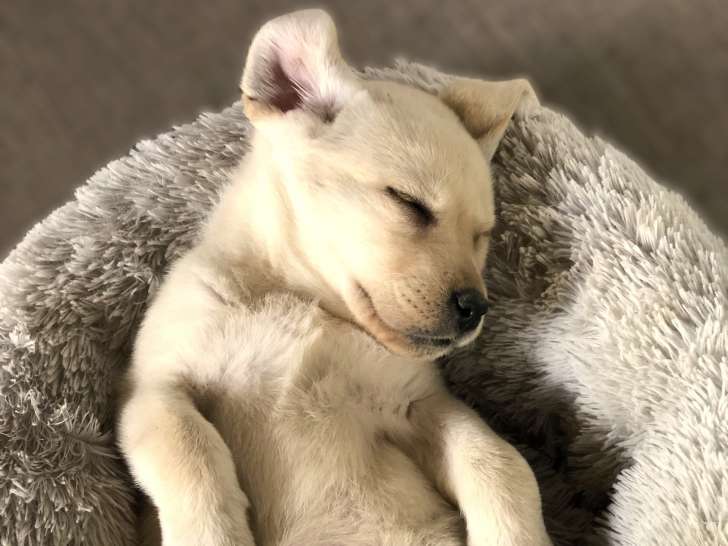 Chiots Labrador LOF à vendre