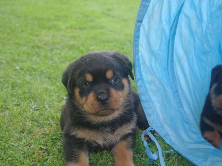 Chiots Rottweilers LOF à réserver, mâles noir et feu d'août 2025