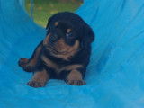 Chiots Rottweilers LOF à réserver, mâles noir et feu d'août 2025