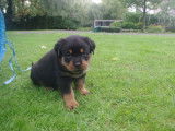 Chiots Rottweilers LOF à réserver, mâles noir et feu d'août 2025