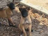 À vendre, 3 chiots femelles Bergers Belges Malinois LOF