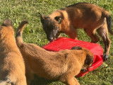 À vendre, 3 chiots femelles Bergers Belges Malinois LOF