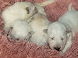 10 chiots Bergers Blancs Suisse LOF à réserver