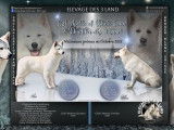 10 chiots Bergers Blancs Suisse LOF à réserver