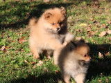 2 chiots femelles Spitz Nains à vendre