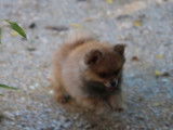 2 chiots femelles Spitz Nains à vendre