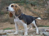 1 chiot femelle Beagle LOF à vendre, tricolore de juillet 2025