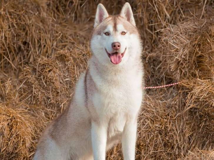 Un chien Husky Sibérien LOF disponible à la saillie