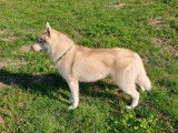 Un chien Husky Sibérien LOF disponible à la saillie