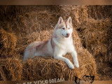 Un chien Husky Sibérien LOF disponible à la saillie