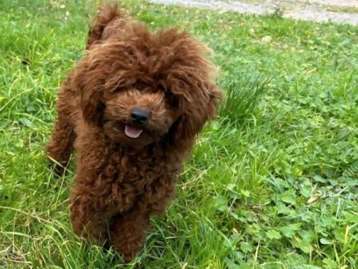 1 chien Caniche nain à vendre, fauve rouge LOF adulte
