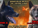 Chiots Bergers Belges Malinois LOF à réserver