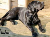 2 chiots femelles Cane Corso LOF à vendre
