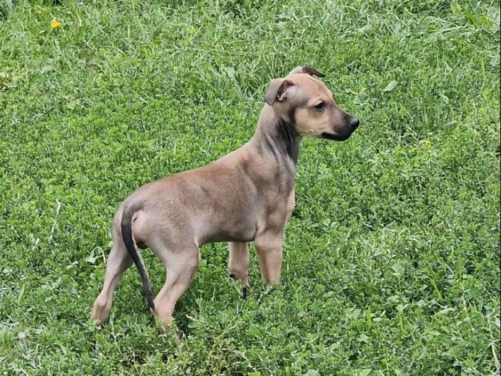 1 chiot mâle Petit Lévrier Italien LOF à vendre, de juillet 2025