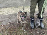 Chien croisé Akita à adopter en refuge