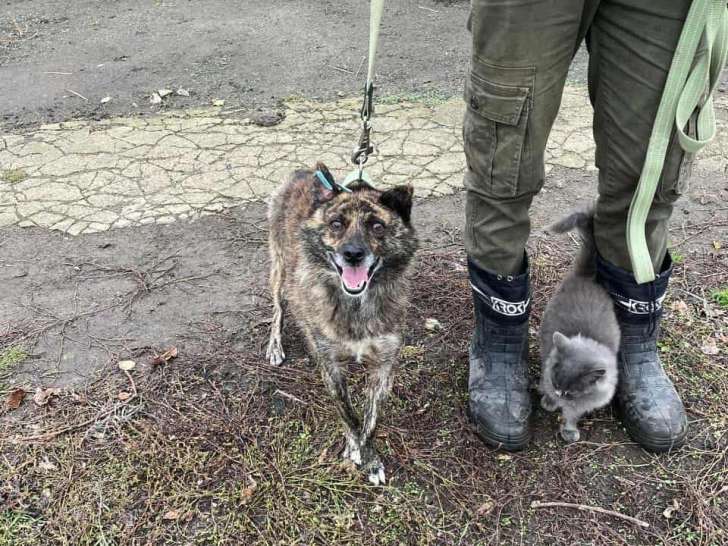 Chien croisé Akita à adopter en refuge