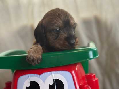 Chiots Teckel Nain à poil dur à vendre