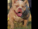 Chien American Bully de 1 an à vendre