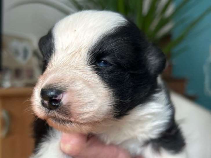 Réservation ouverte pour 1 chiot femelle Berger Australien non-LOF noire tricolore