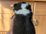 Réservation ouverte pour 1 chiot femelle Berger Australien non-LOF noire tricolore