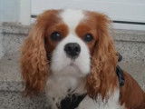 Mâle Cavalier King Charles Spaniel disponible pour saillie
