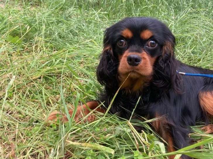 1 chien Cavalier King Charles LOF à vendre