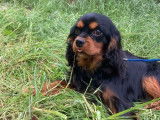 1 chien Cavalier King Charles LOF à vendre