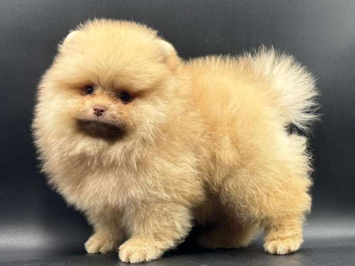 3 chiots Spitz Nains Pomeraniens LOF à vendre