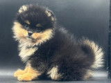 3 chiots Spitz Nains Pomeraniens LOF à vendre