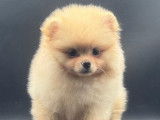 3 chiots Spitz Nains Pomeraniens LOF à vendre