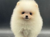 Chiots Spitz Nains Pomeraniens LOF