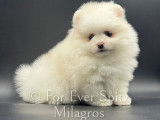 Chiots Spitz Nains Pomeraniens LOF