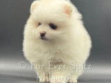 Chiots Spitz Nains Pomeraniens LOF