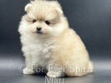 Chiots Spitz Nains Pomeraniens LOF