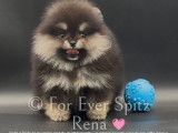 Chiots Spitz Nains Pomeraniens LOF
