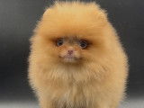 Femelle Spitz Nains Pomeraniens tout petit gabarit "LOF"