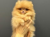 Femelle Spitz Nains Pomeraniens tout petit gabarit "LOF"