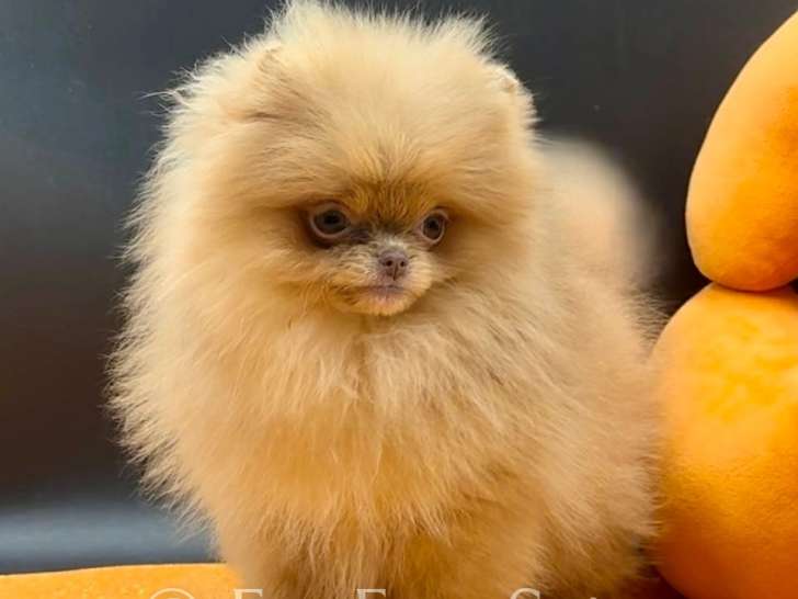Femelle Spitz Nains Pomeraniens tout petit gabarit