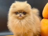 Femelle Spitz Nains Pomeraniens tout petit gabarit