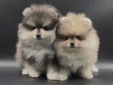 Spitz Nains Pomeraniens \