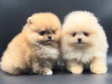 Spitz Nains Pomeraniens \